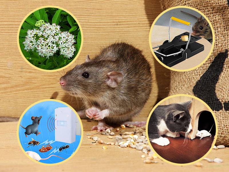 Как избавиться от мышей в доме: самые эффективные способы