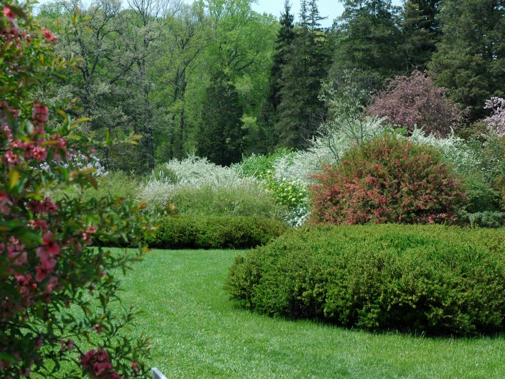 Тенелюбивые кустарники для сада многолетние: топ-100 фото неприхотливых кустарников, лиственные растения для сада
