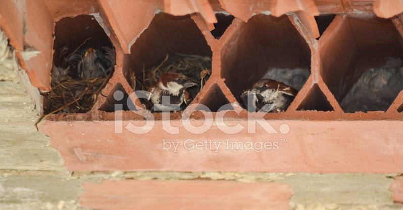 Выгнать птиц из под крыши - строительный журнал palitrabazar.ru