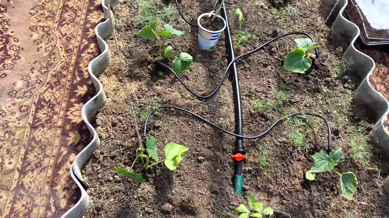 Капельный полив своими руками на даче и в теплице: от бутылок к системе
