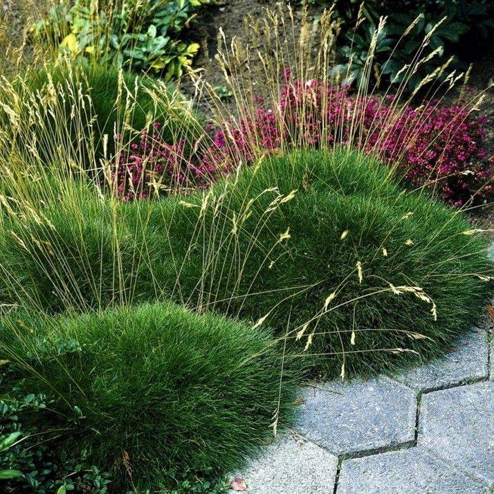 Декоративная трава и злаки для сада в ландшафтном дизайне: морозоустойчивые растения для клумбы
 - 21 фото