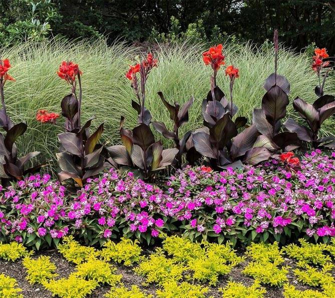 Теплолюбивый цветок канна - как правильно выращивать в домашних условиях и в саду
