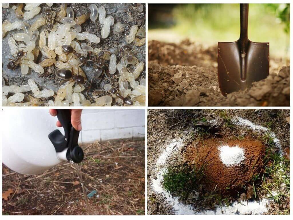 Как избавиться от муравьев на участке? в огороде, в саду, в теплице. народные средства. фото — ботаничка.ru