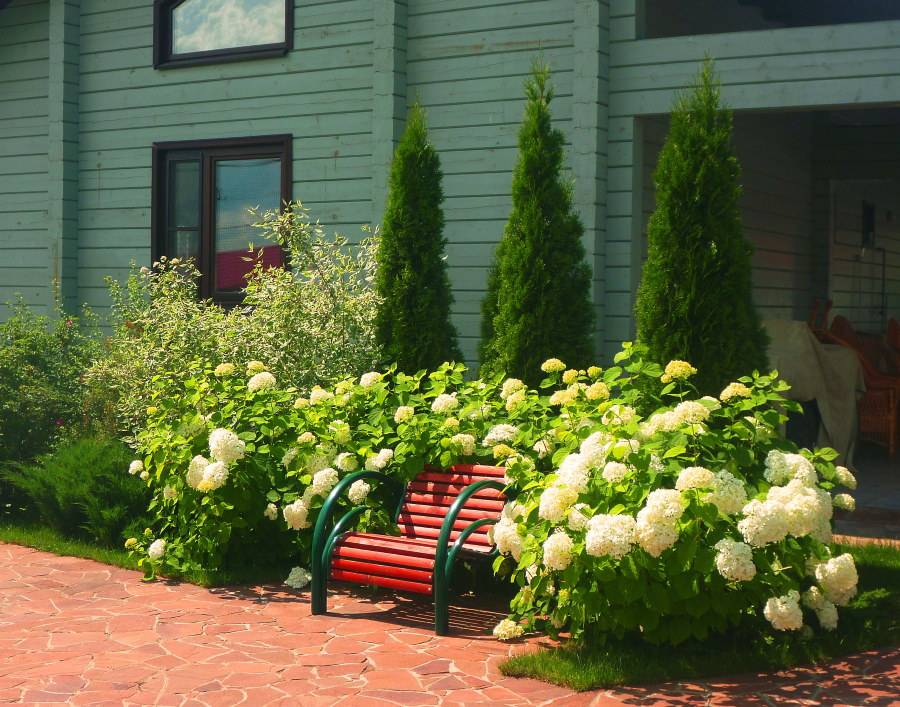 Красавица гортензия в саду (41 фото) — великолепный декор без усилий