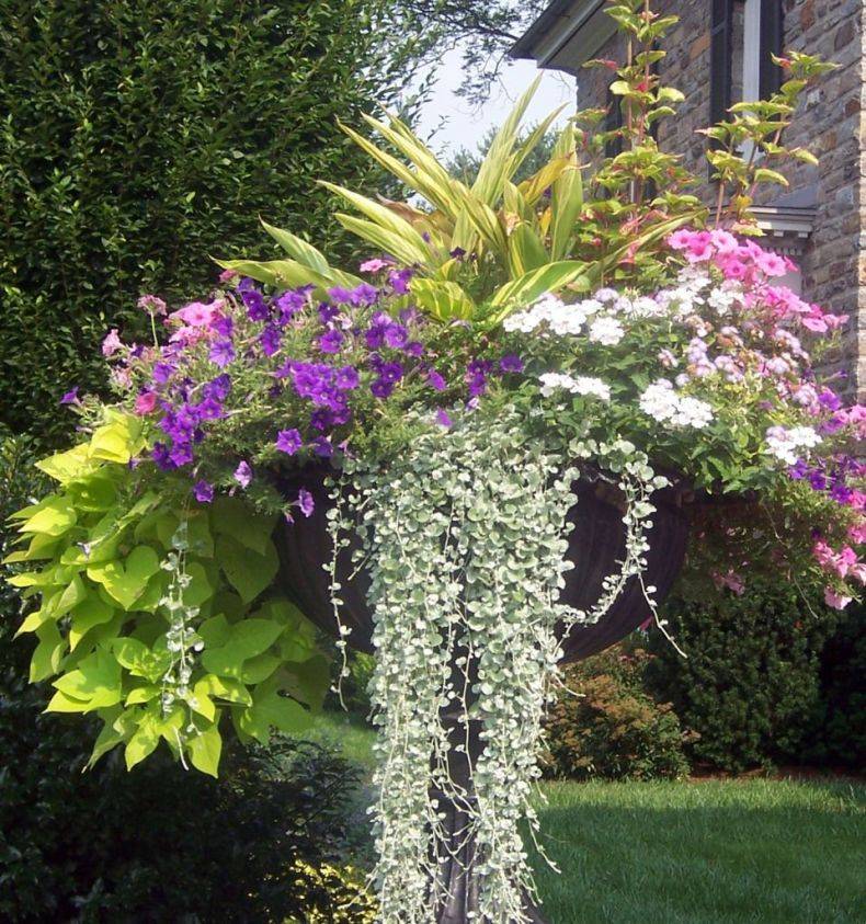 Ампельные цветы для кашпо: фото и названия подходящих для сада