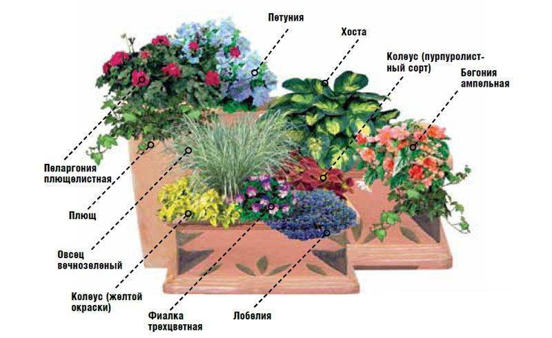 Колеус клумба схема посадки