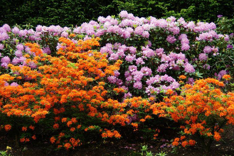 Тенелюбивые кустарники для сада многолетние: топ-100 фото с названиями, краткие описания, особенности, цветущие все лето, список видов