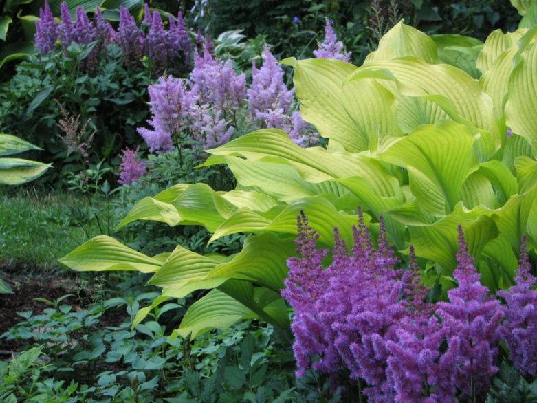 12 тенелюбивых растений для дачи, которые можно смело сажать в тени и наслаждаться их красотой
