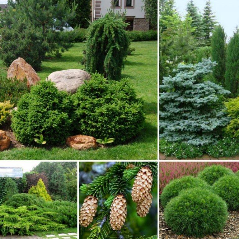 Хвойные растения: названия, сорта, применение декоративных деревьев в ландшафтном дизайне