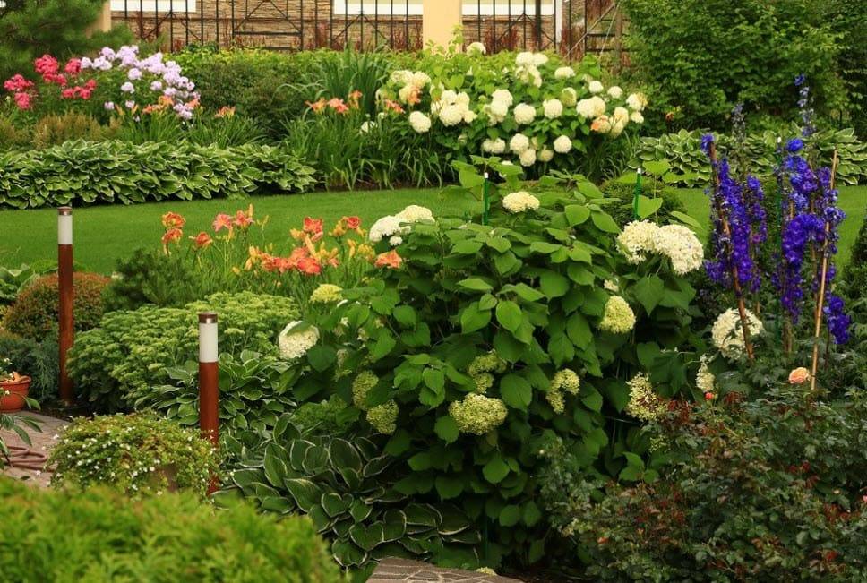 Как вырастить гортензию в саду: посадка уход, фото