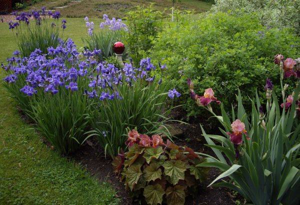 Цветы в ландшафтном дизайне (76 фото): розы, гортензии и ирисы на клумбах в саду, флоксы и обриета