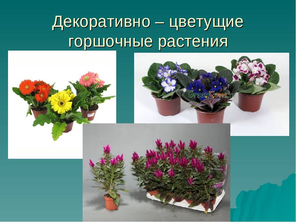 Комнатные цветы для дома с фото и названиями