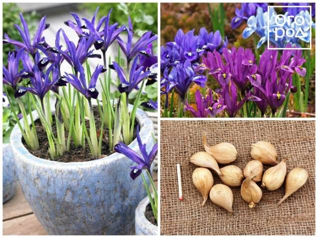 Каталог луковичных цветов: описание 21 сорта, для выращивания в открытом грунте и в домашних условиях (65 фото & видео) +отзывы